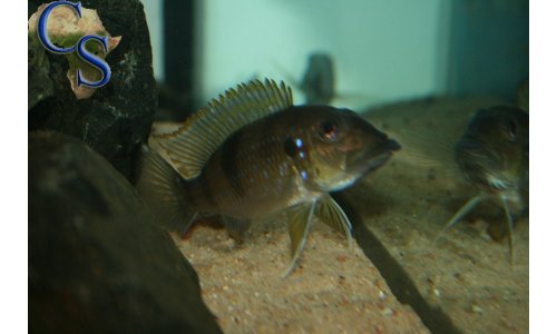 Gnathochromis permaxillaris